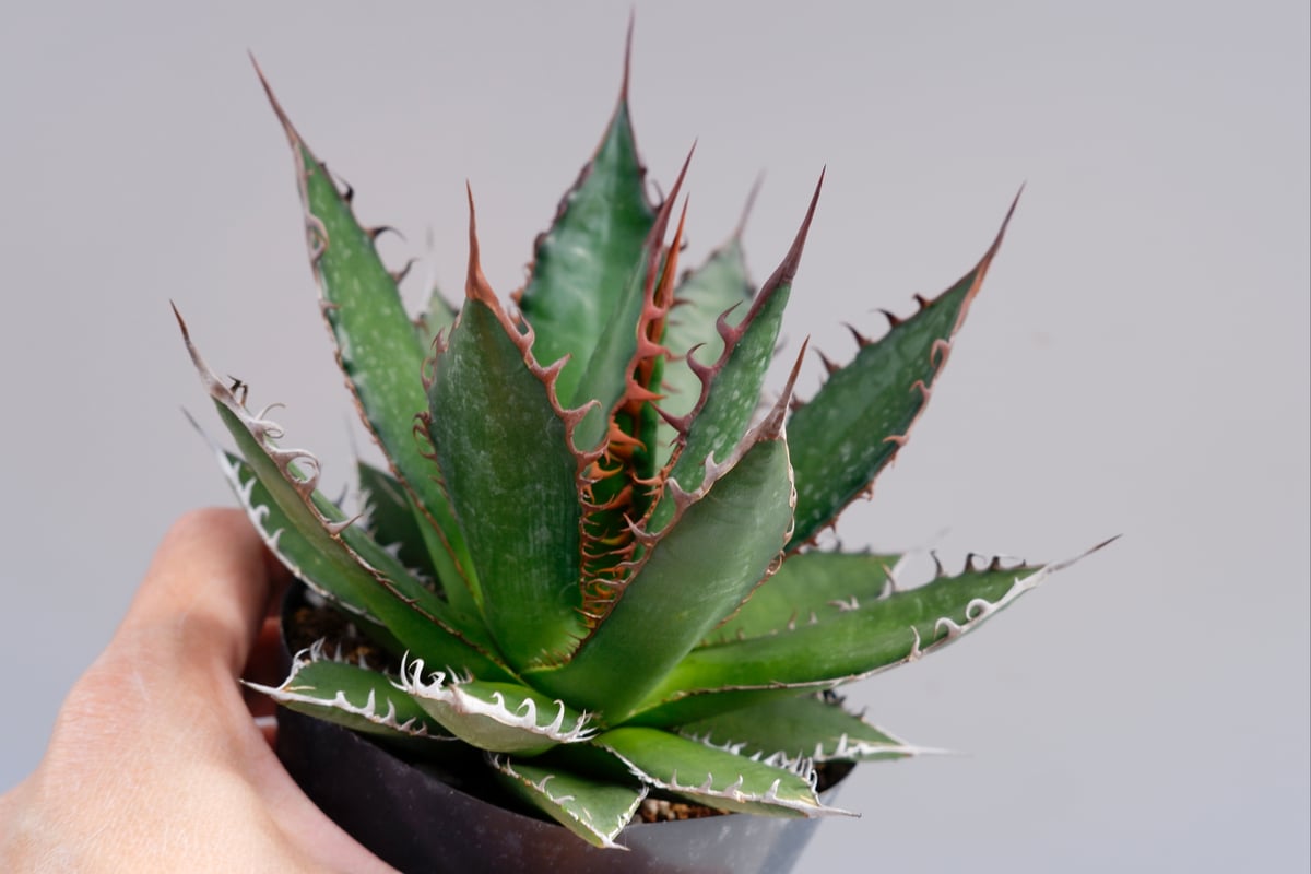アガベ ホリダ 033 Agave horrida 強棘 | Sunny Branch