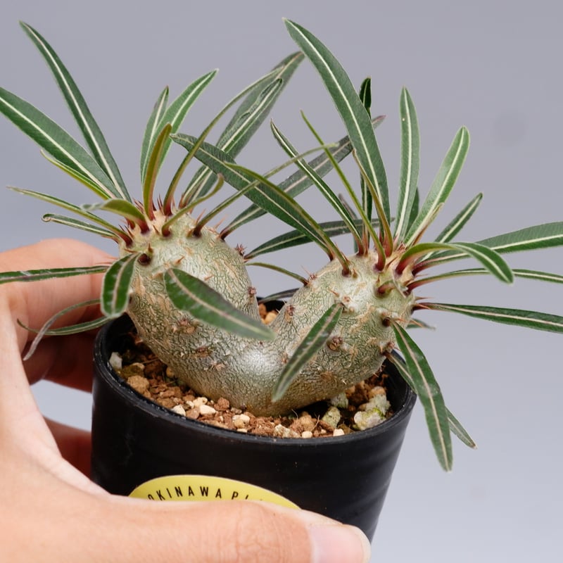 パキポディウム カクチペス 実生 双頭株 007 Pachypodium パキポディウム カクチペス 実生 双頭株 007 Pachypodium