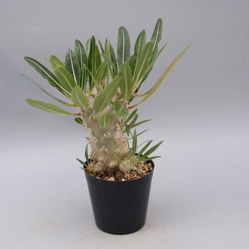 パキポディウム　カクチペス（実生） パキポディウム カクチペス 実生株 027 Pachypodium cactipes | Su