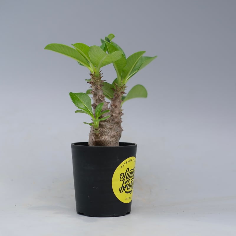 パキポディウム ウィンゾリー 実生株 052 Pachypodium windsorii |