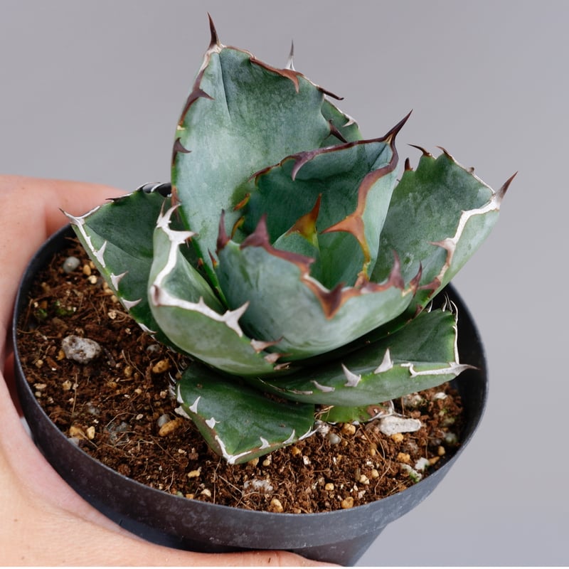 アガベ オテロイ 実生株 Agave oteroi seeding 055 | Sunny