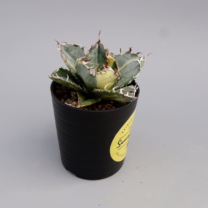 斑入り】アガベ チタノタ 白鯨 Agave titanota white whale 197