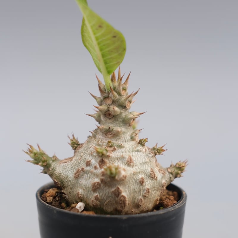 パキポディウム ウィンゾリー 実生株 118 Pachypodium windsorii |