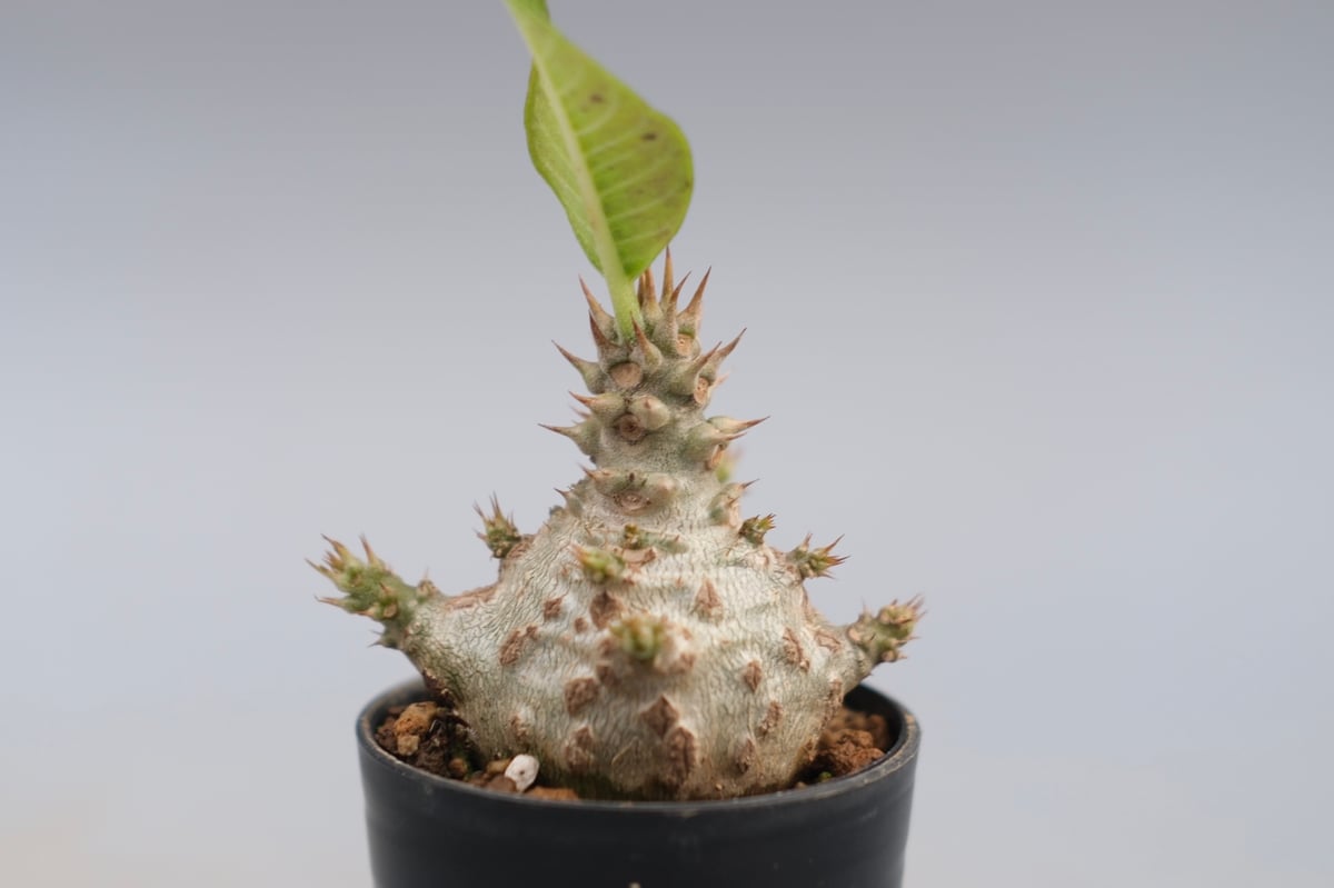パキポディウム ウィンゾリー 実生株 118 Pachypodium windsorii |