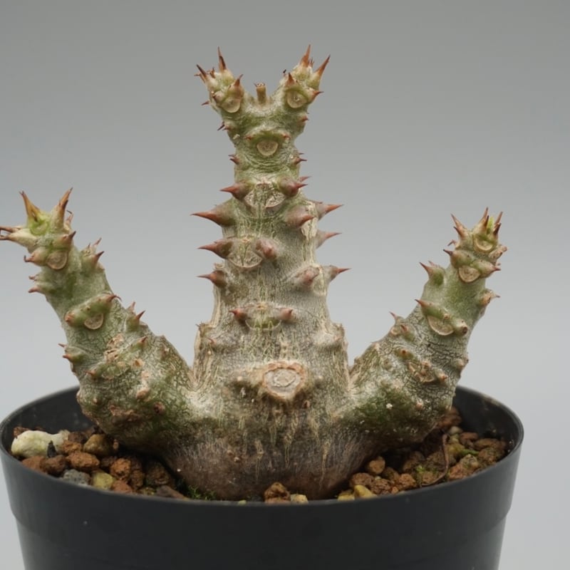 パキポディウム ウィンゾリー 実生株 025 Pachypodium windsorii |