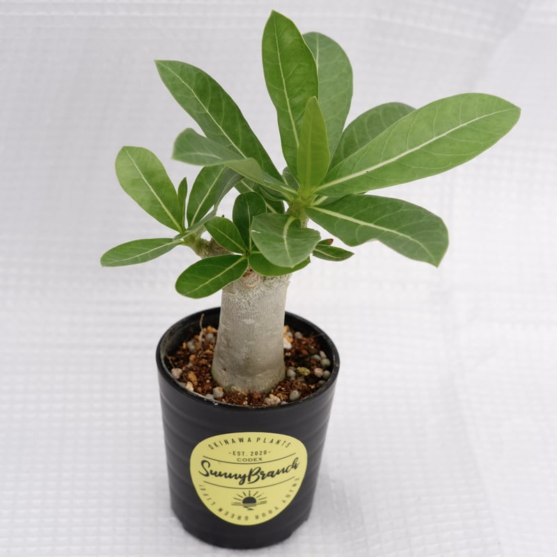 アデニウム アラビカム 大株③ アデニウム・アラビカム 現地球 太 大株