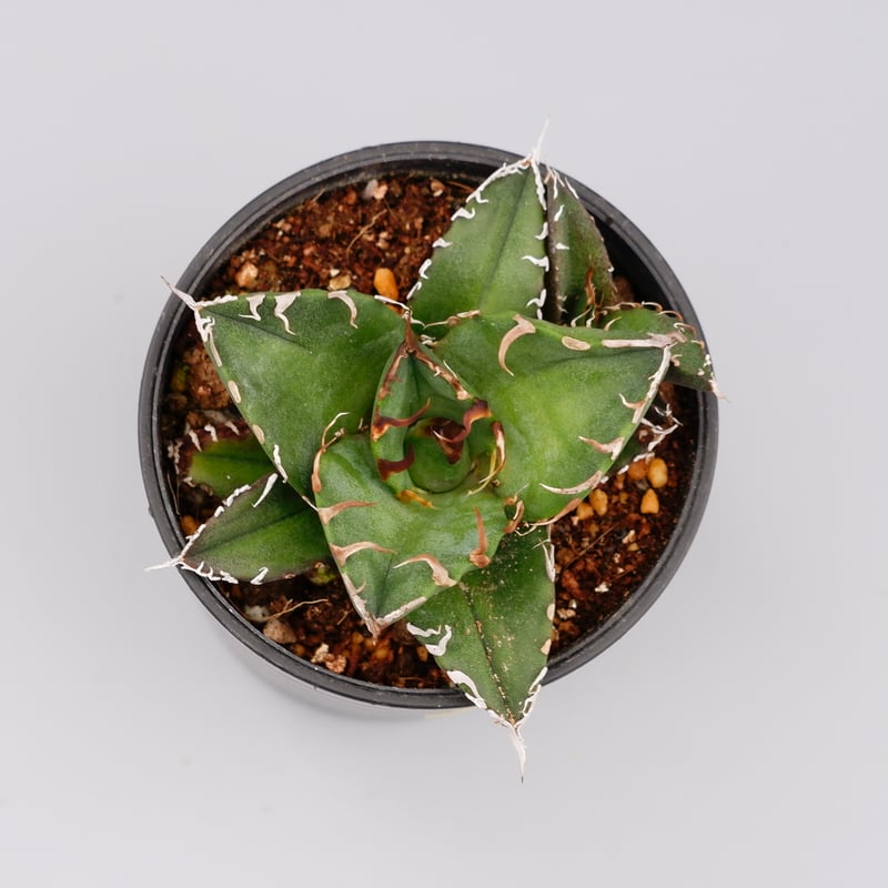 アガベ チタノタ シーザー 子株付き Agave titanota caesar 109 アガベ チタノタ シーザー 子株付き Agave titanota caesar 109