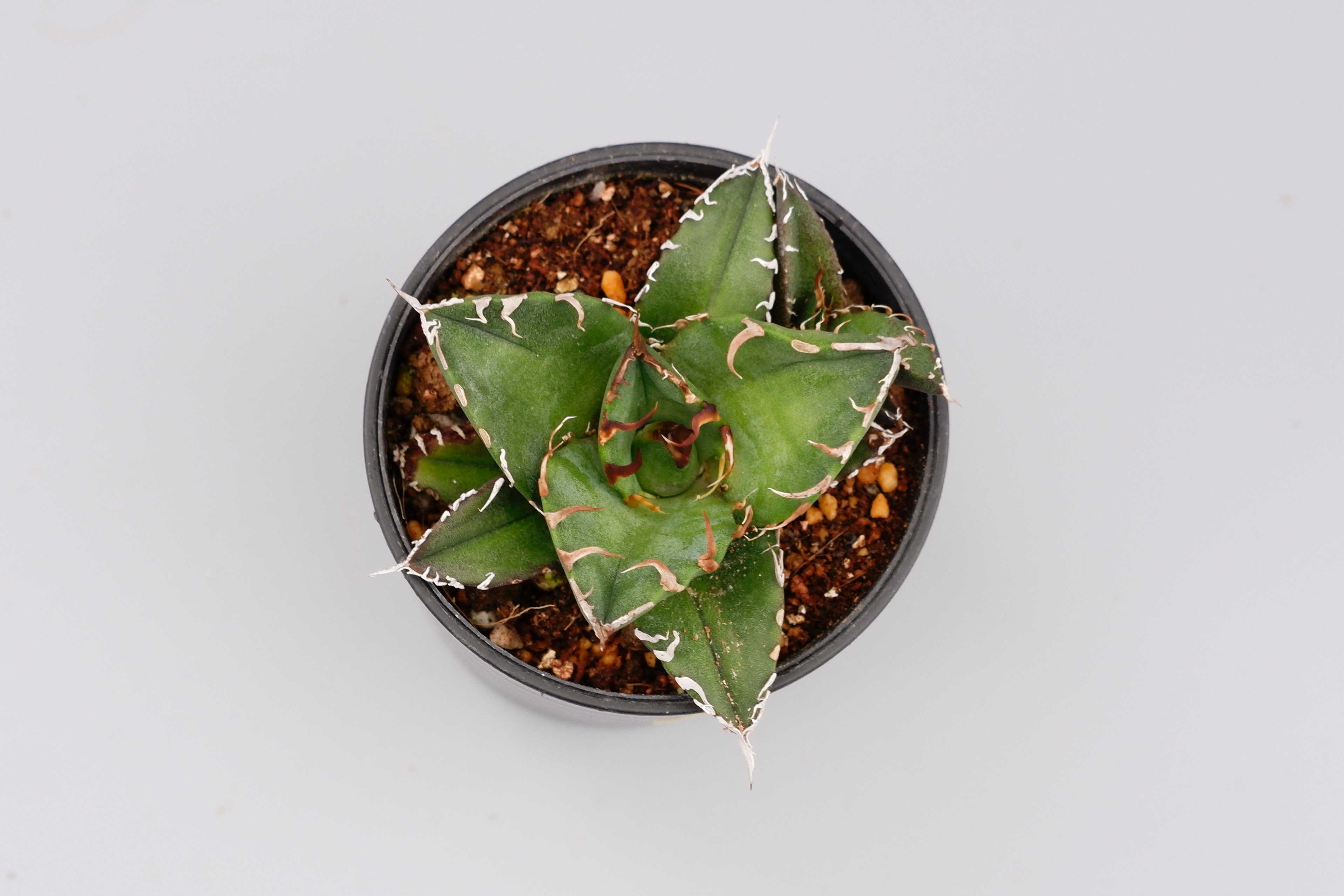 アガベ チタノタ シーザー 子株付き Agave titanota caesar 109 |