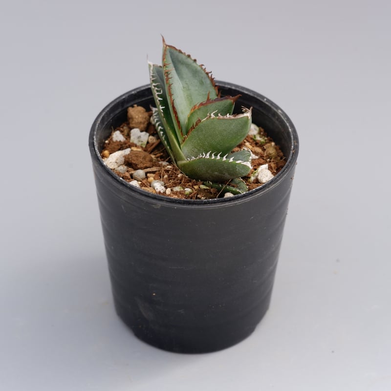 アガベ オテロイ 実生株 Agave oteroi seeding 037 | Sunny