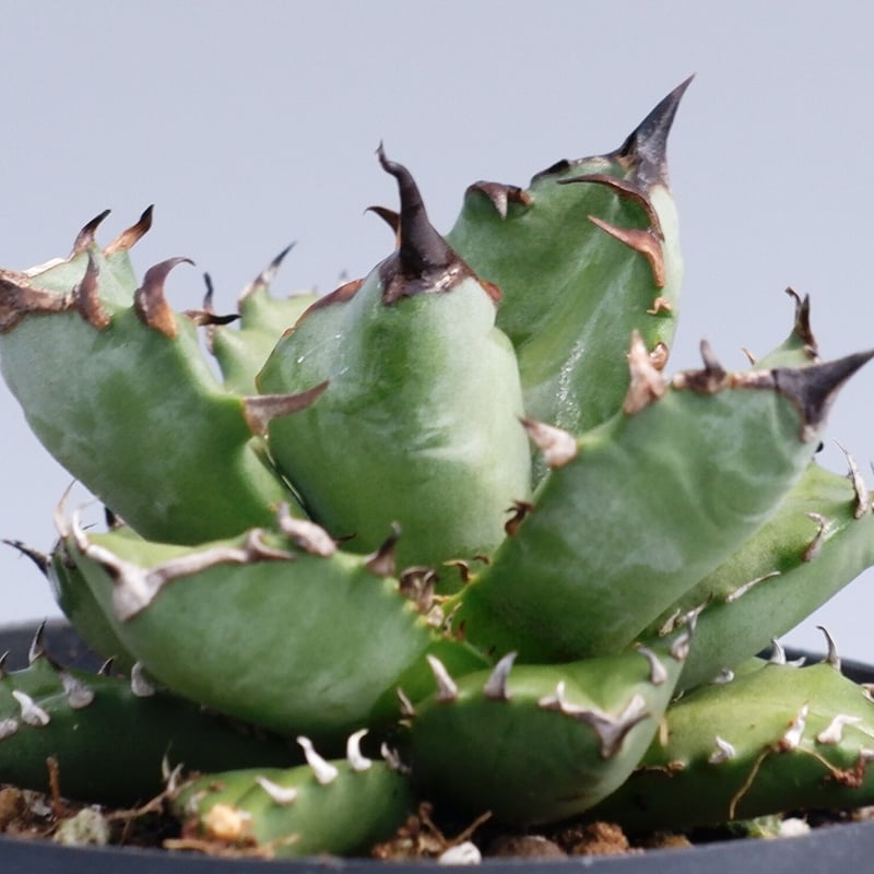 アガベ チタノタ 姫厳竜026 Agave titanota | Sunny Branch