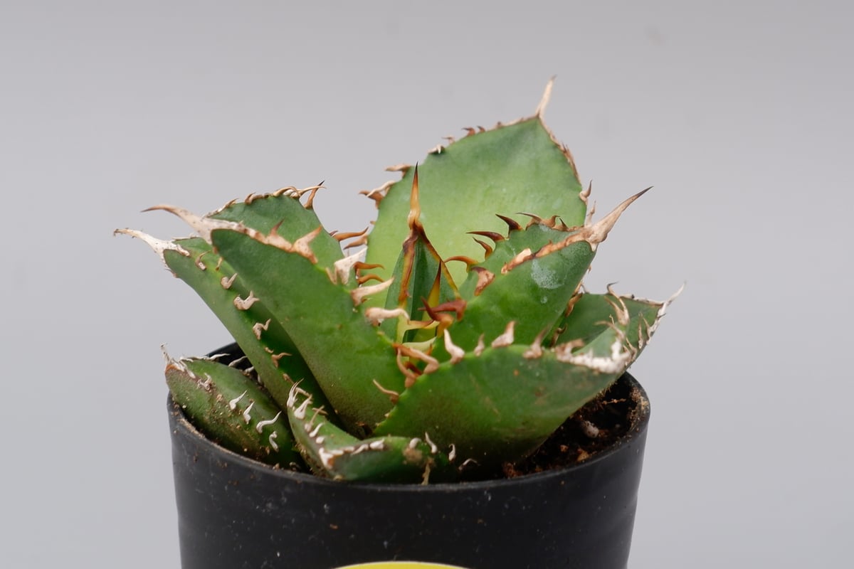 アガベ 海王 チタノタ アガベ チタノタ 海王 Agave titanota 海王 007 | Sunny Branch