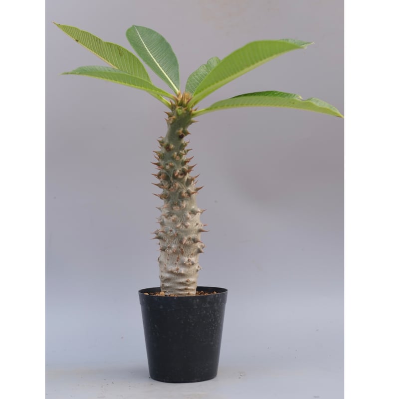 パキポディウム バロニー実生株033 Pachypodium baronii | Sunny