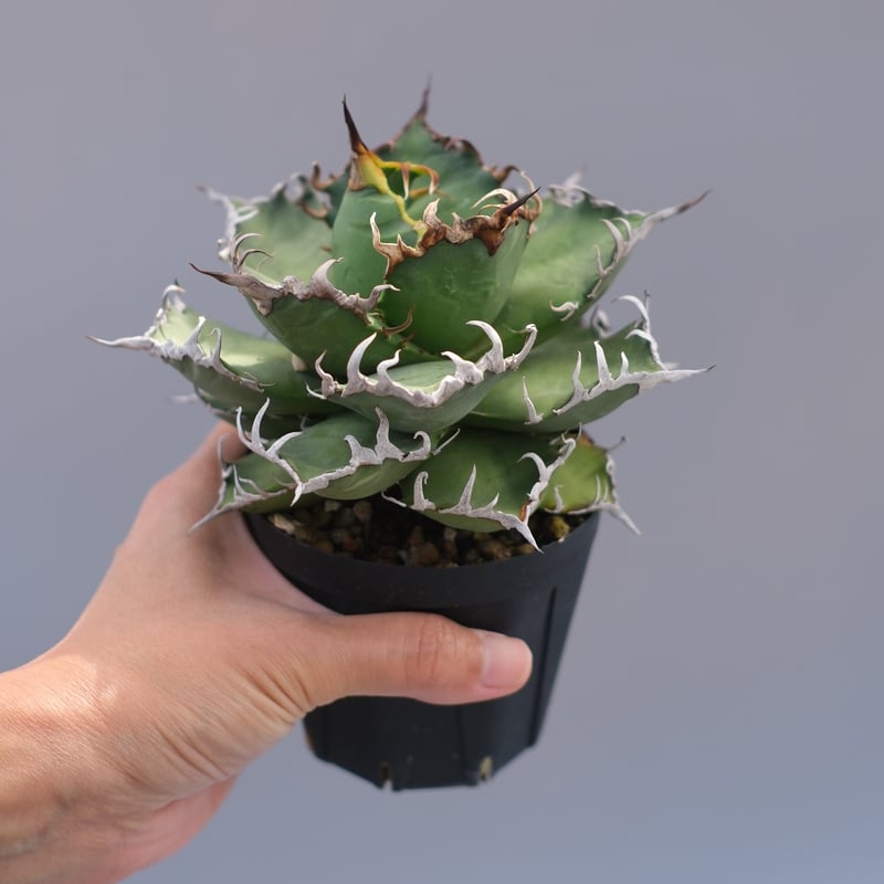 アガベ チタノタ シーザー Agave titanota caesar 192 | Sunny