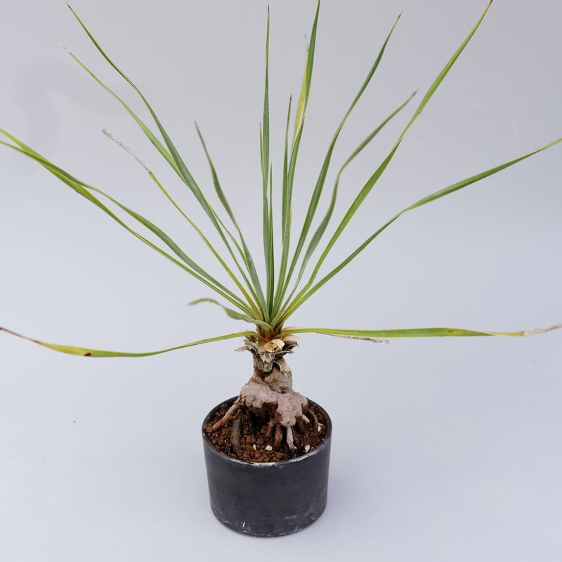 ユッカ ロストラータ 001【幹立ち】 Yucca Rostrata | Sunny Branch
