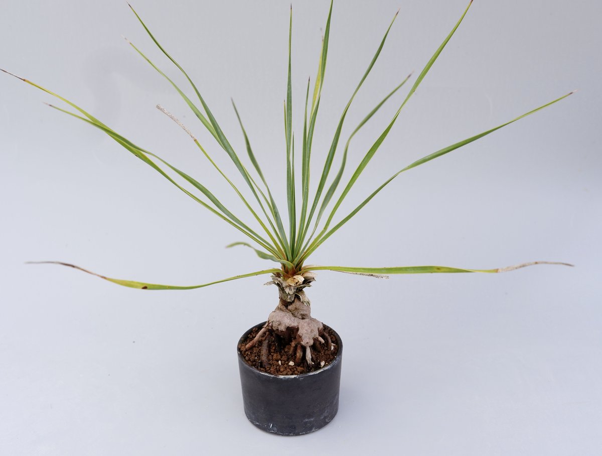 ユッカ ロストラータ 幹立ち 曲がり株 ユッカ ロストラータ 001【幹立ち】 Yucca Rostrata | Sunny Branch
