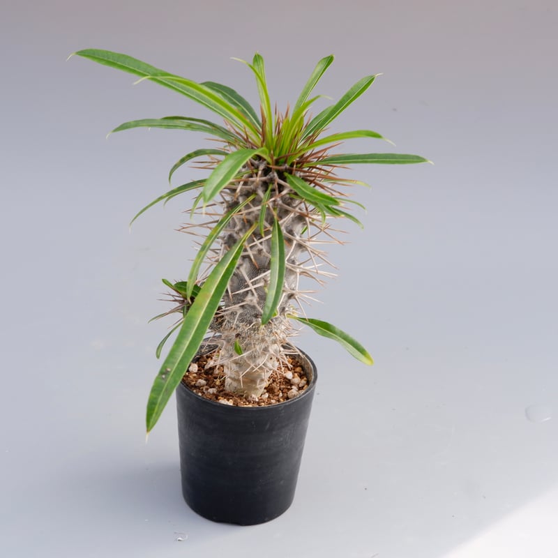 パキポディウム ラメリー実生株 001 Pachypodium lamerei | Sunny