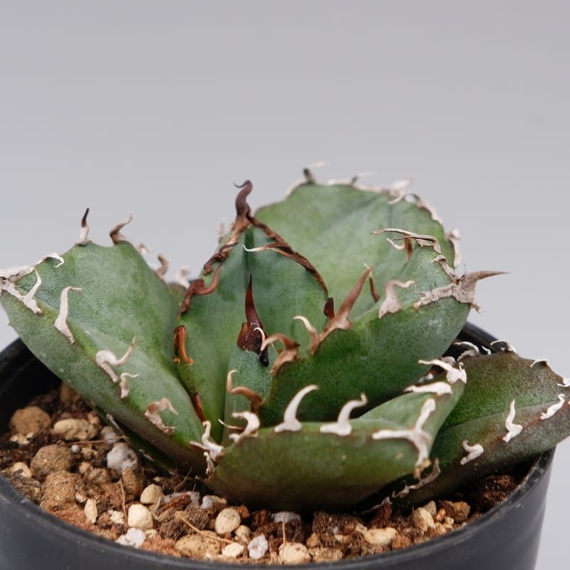 アガベ チタノタ 白鯨 Agave titanota white whale 163 | Su