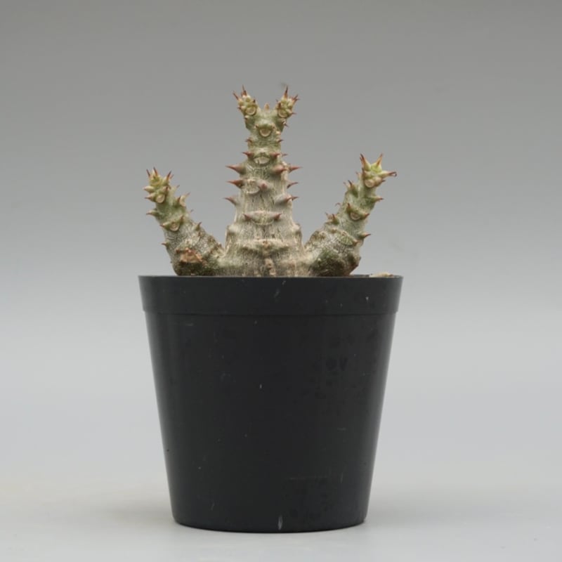 パキポディウム ウィンゾリー 実生株 025 Pachypodium windsorii |