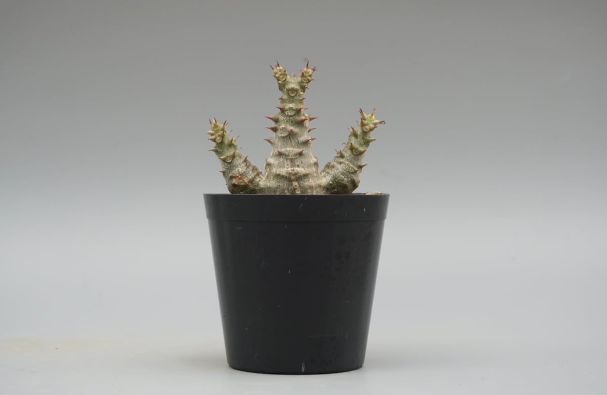 パキポディウム　ウィンゾリー　国内実生株　② パキポディウム ウィンゾリー 実生株 124 Pachypodium windsorii |