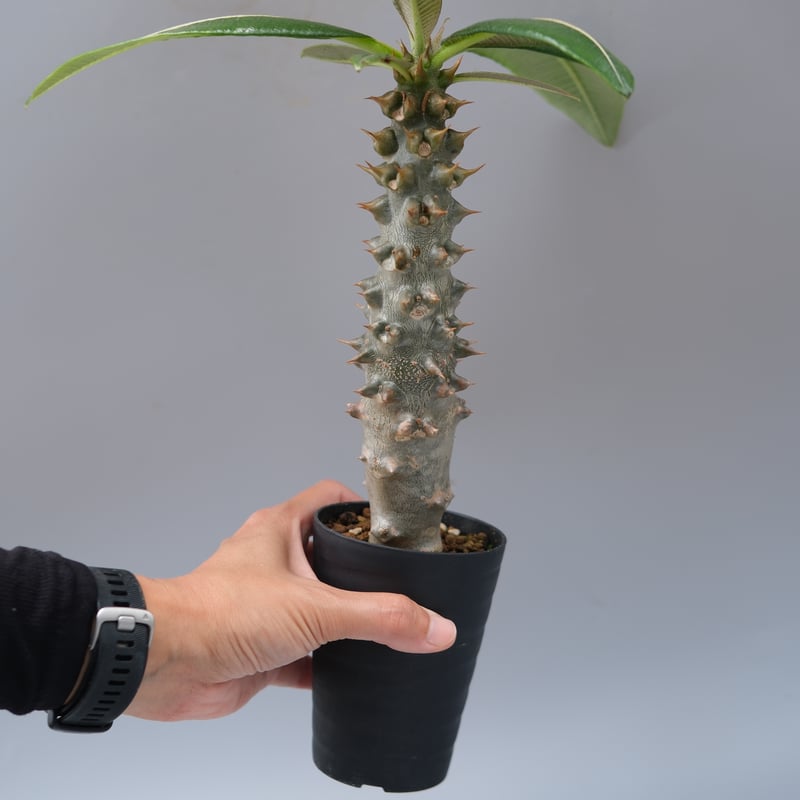 パキポディウム バロニー実生株035 Pachypodium baronii | Sunny