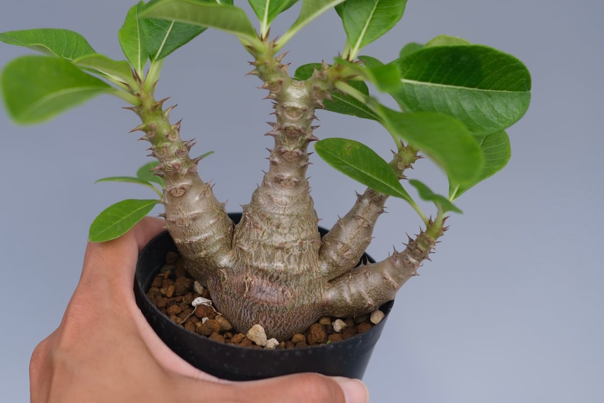 パキポディウム ウィンゾリー 実生株 075 Pachypodium windsorii |