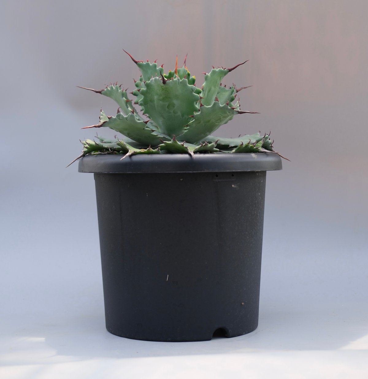 アガベ ポタトラム スポーン006 Agave Potatorum 'SPAWN' | Sun