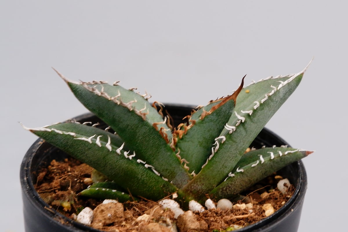 オテロイ　実生 アガベ オテロイ 実生株 Agave oteroi seeding 064 | Sunny