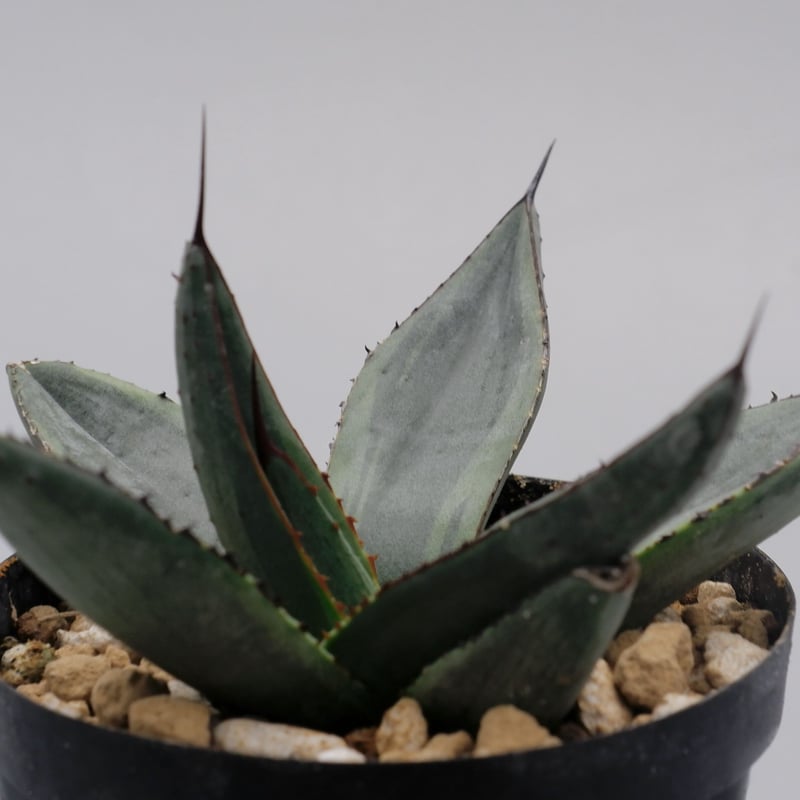 アガベ シャークバイト003 Agave Sharkbite | Sunny Branch