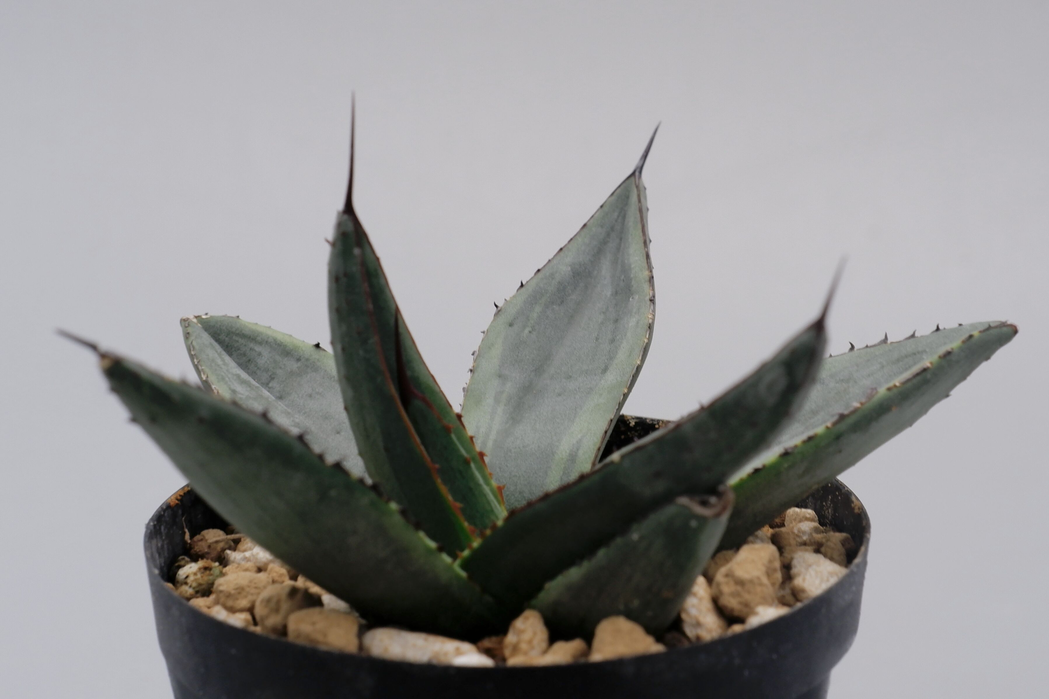 アガベ シャークバイト003 Agave Sharkbite | Sunny Branch アガベ シャークバイト003 Agave Sharkbite | Sunny Branch