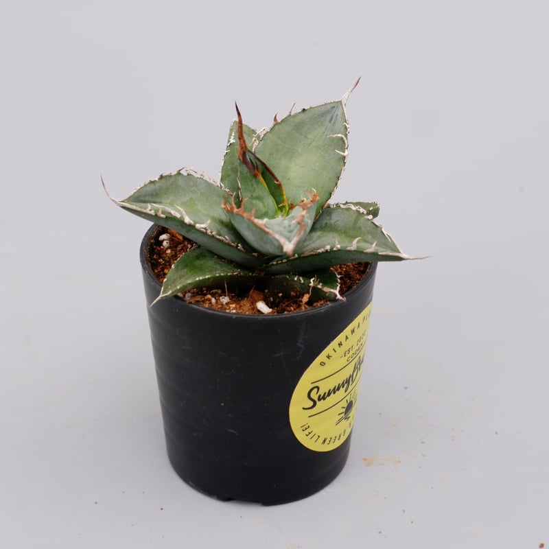 アガベ オテロイ 実生株 Agave oteroi seeding 086 | Sunny