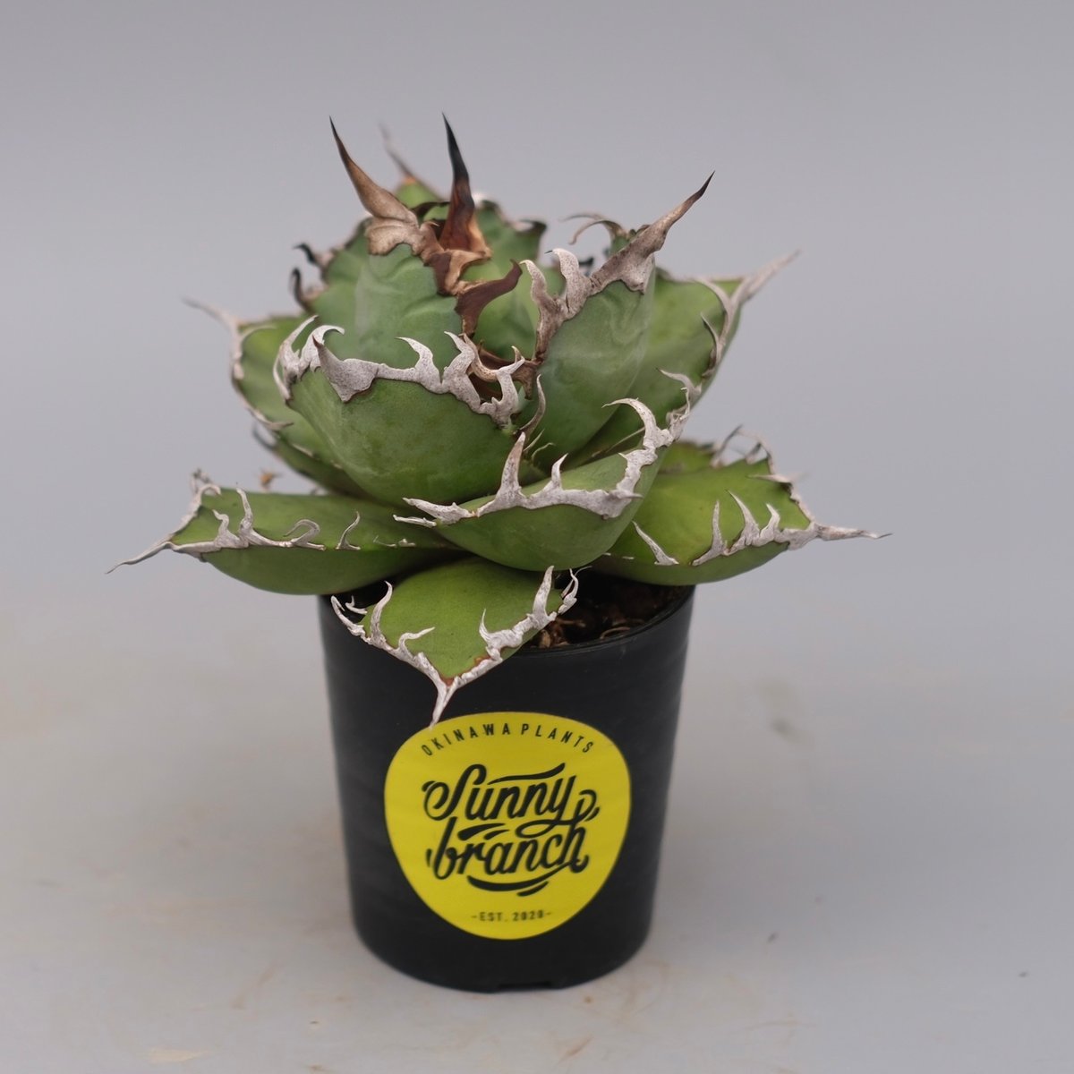 球形❗️美株❗️アガベ　チタノタ　シーザー アガベ チタノタ シーザー Agave titanota caesar 183 | Sunny