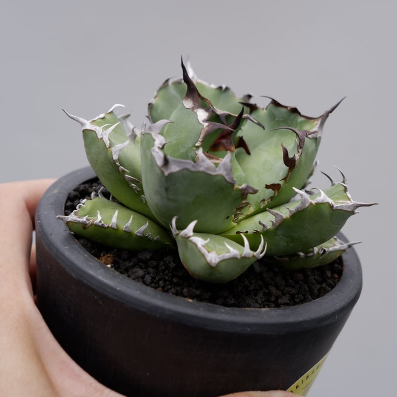 アガベ チタノタ 黒鯨 014 Agave titanota black whale | S アガベ チタノタ 黒鯨 014 Agave titanota black whale | S
