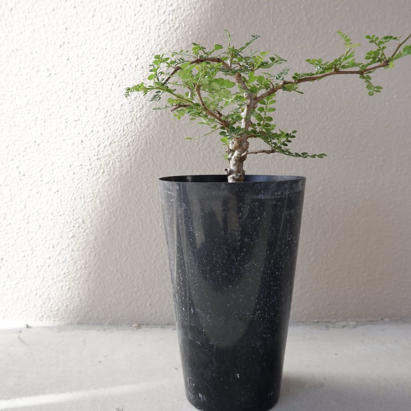 オペルクリカリア デカリー オペルクリカリア デカリー OP-004 | Sunny Branch