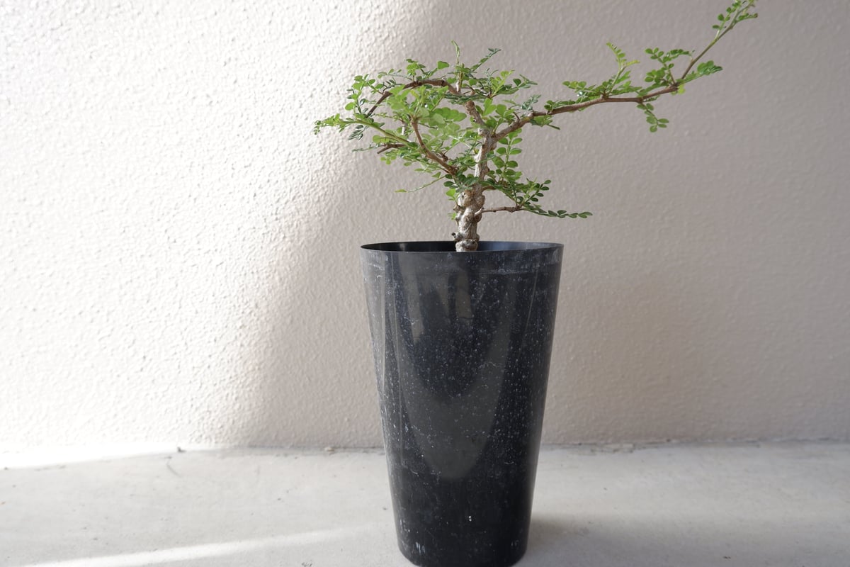 オペルクリカリア デカリー OP-004 | Sunny Branch