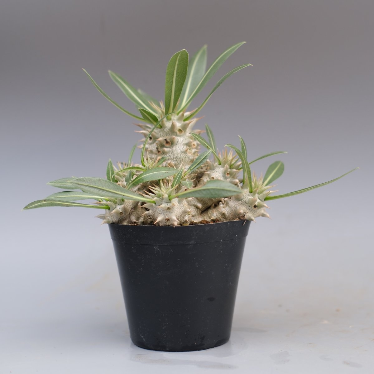 パキポディウム　ホロンベンセ　実生株 園芸ネット本店｜[棚卸セール]パキポディウム：ホロンベンセ 実生苗