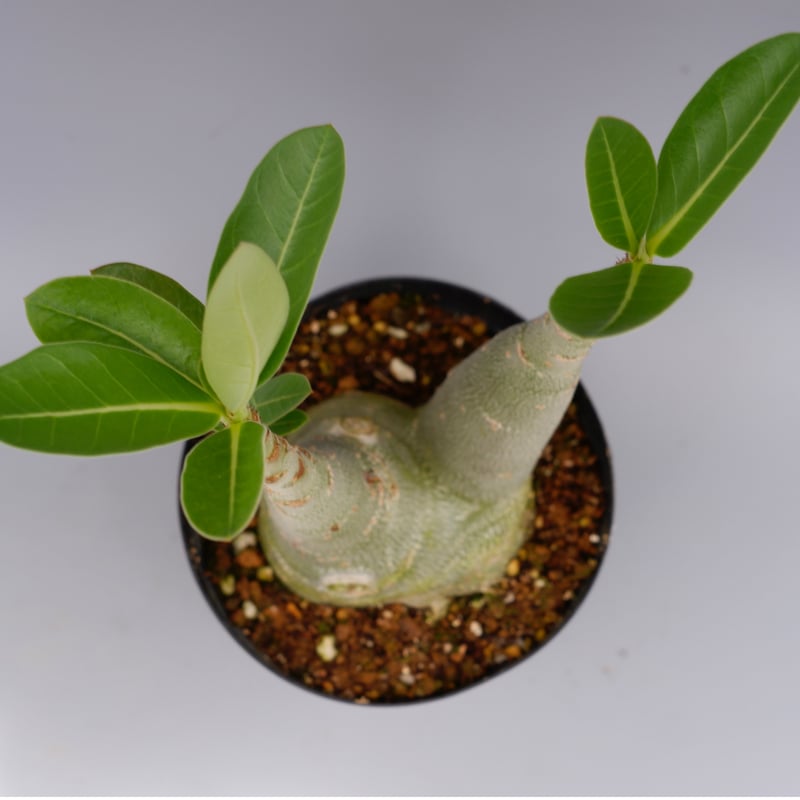 アデニウム ソマレンセ 実生株 Adenium somalense 005 | Sunny B