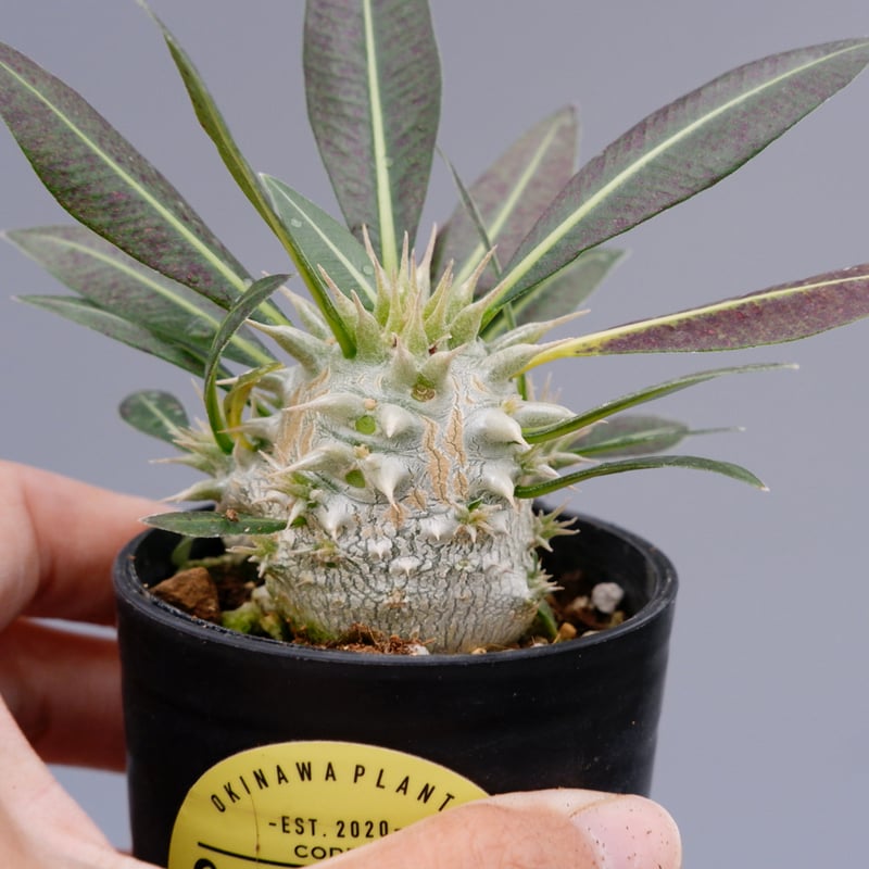 パキポディウム ロスラーツム 実生株 001 Pachypodium rosulatum ve