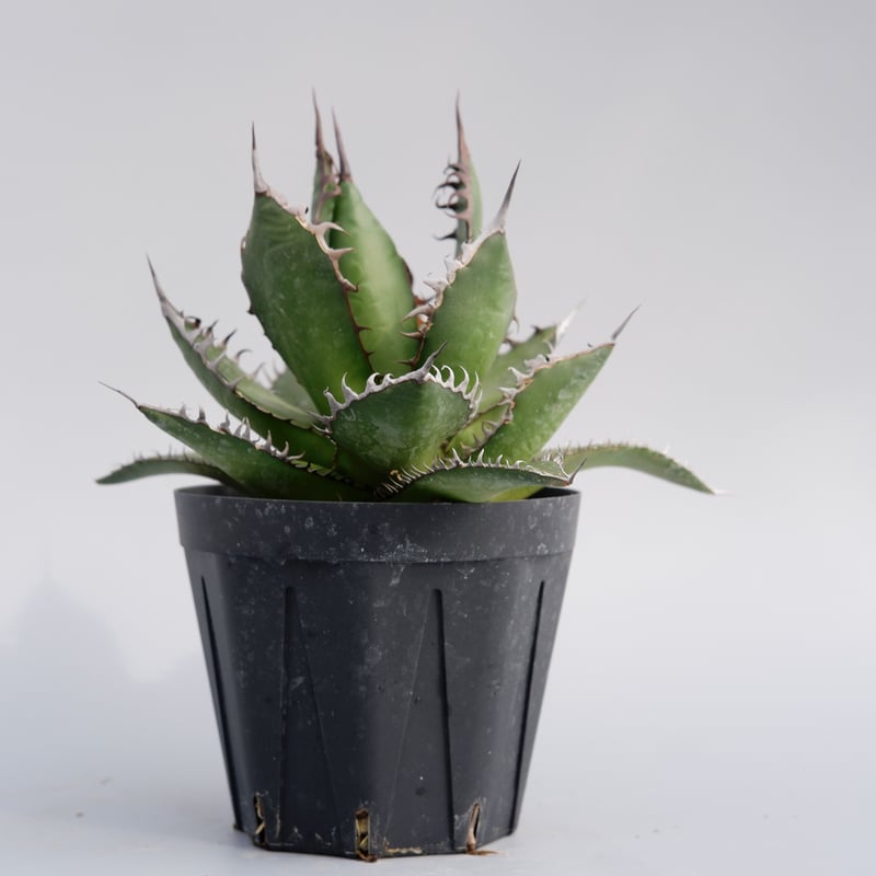 アガベ ホリダ 029 Agave horrida 強棘 | Sunny Branch