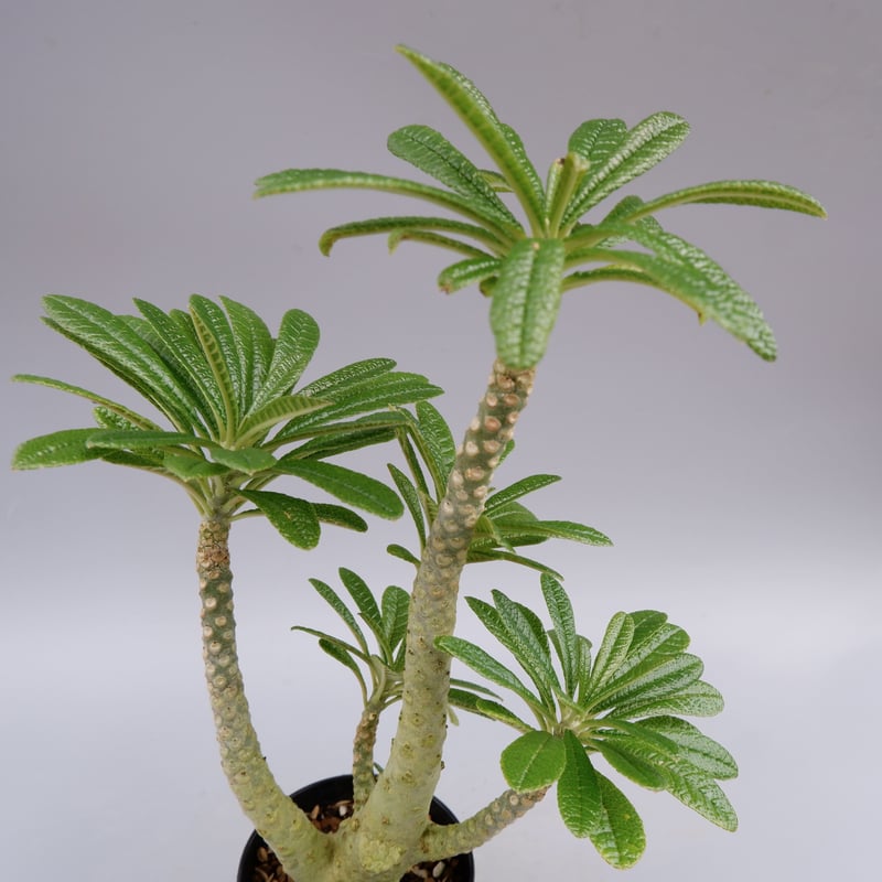 ドルステニア ギガス025 Dorstenia gigas | Sunny Branch
