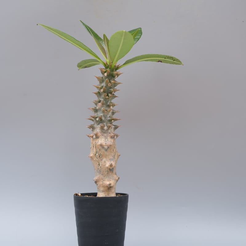 パキポディウム バロニー実生株028 Pachypodium baronii | Sunny