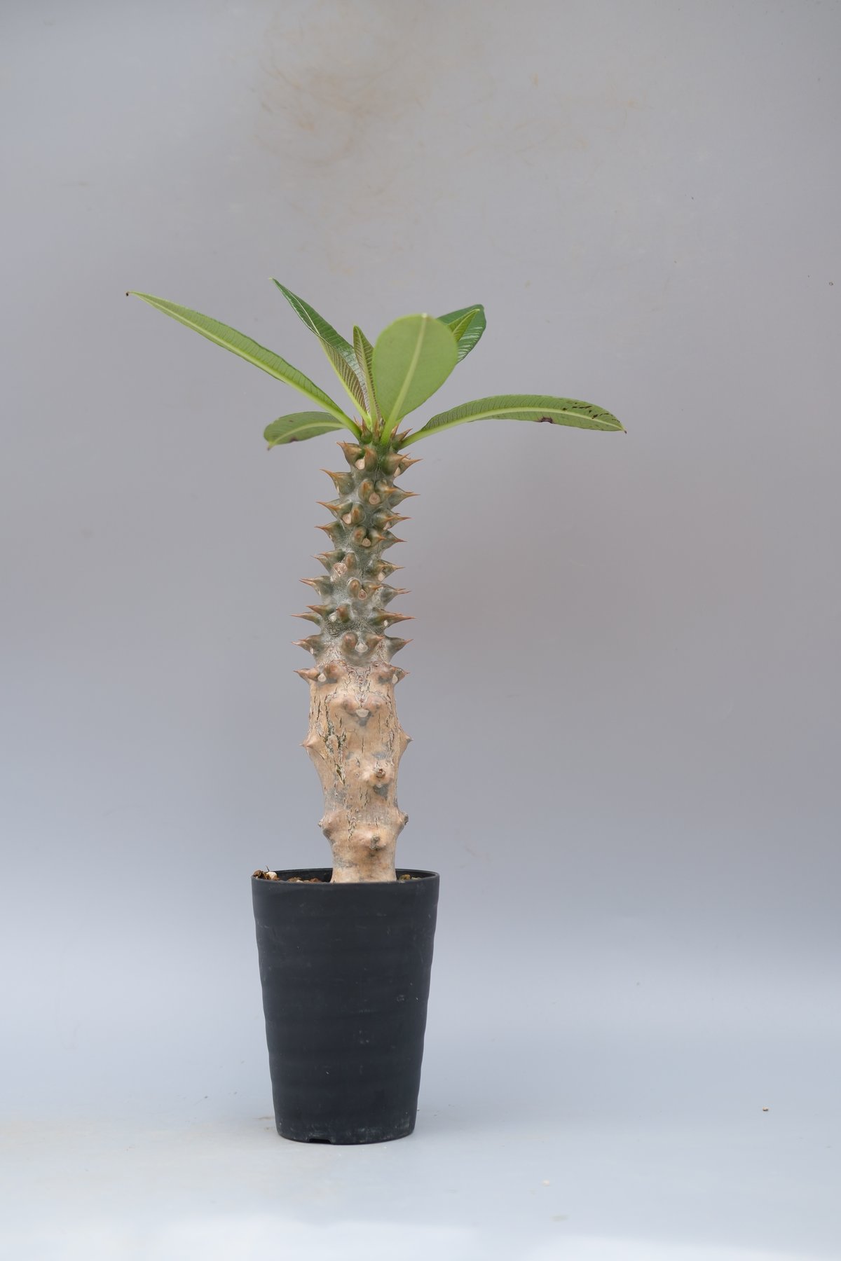 パキポディウム バロニー実生株028 Pachypodium baronii | Sunny