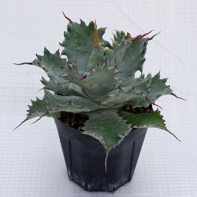 アガベ ポタトラム スポーン005 Agave Potatorum 'SPAWN' | Sun