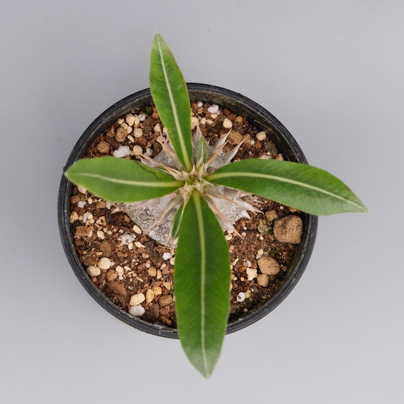 パキポディウム ロスラーツム 実生株 010 Pachypodium rosulatum v