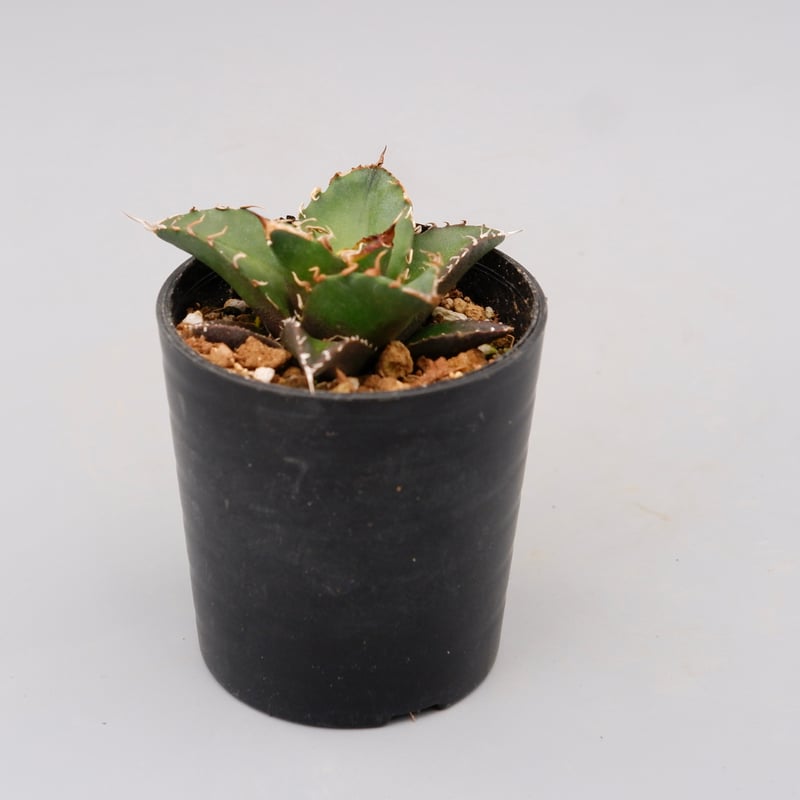 アガベ チタノタ シーザー Agave titanota caesar 104 | Sunny