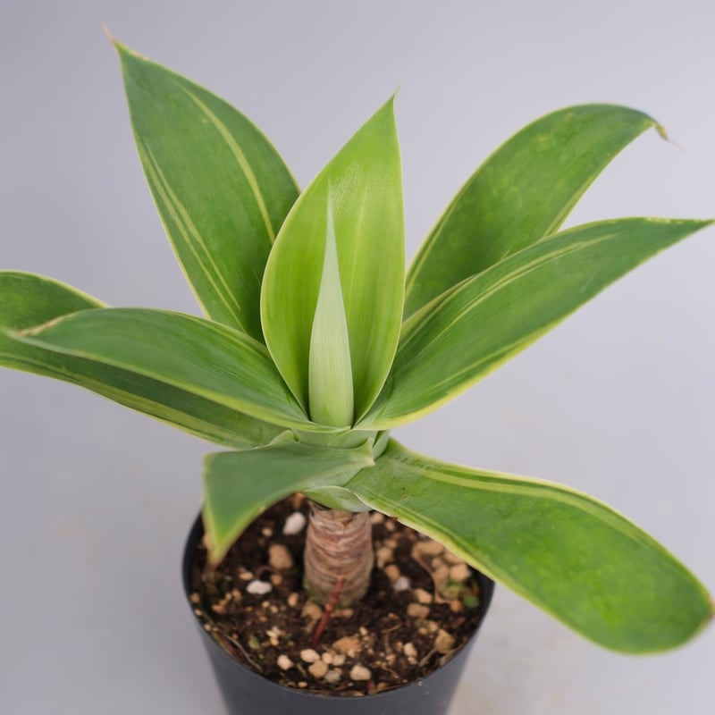 斑入り】アガべ アテナータ Agave attenuata 'Variegata' 004