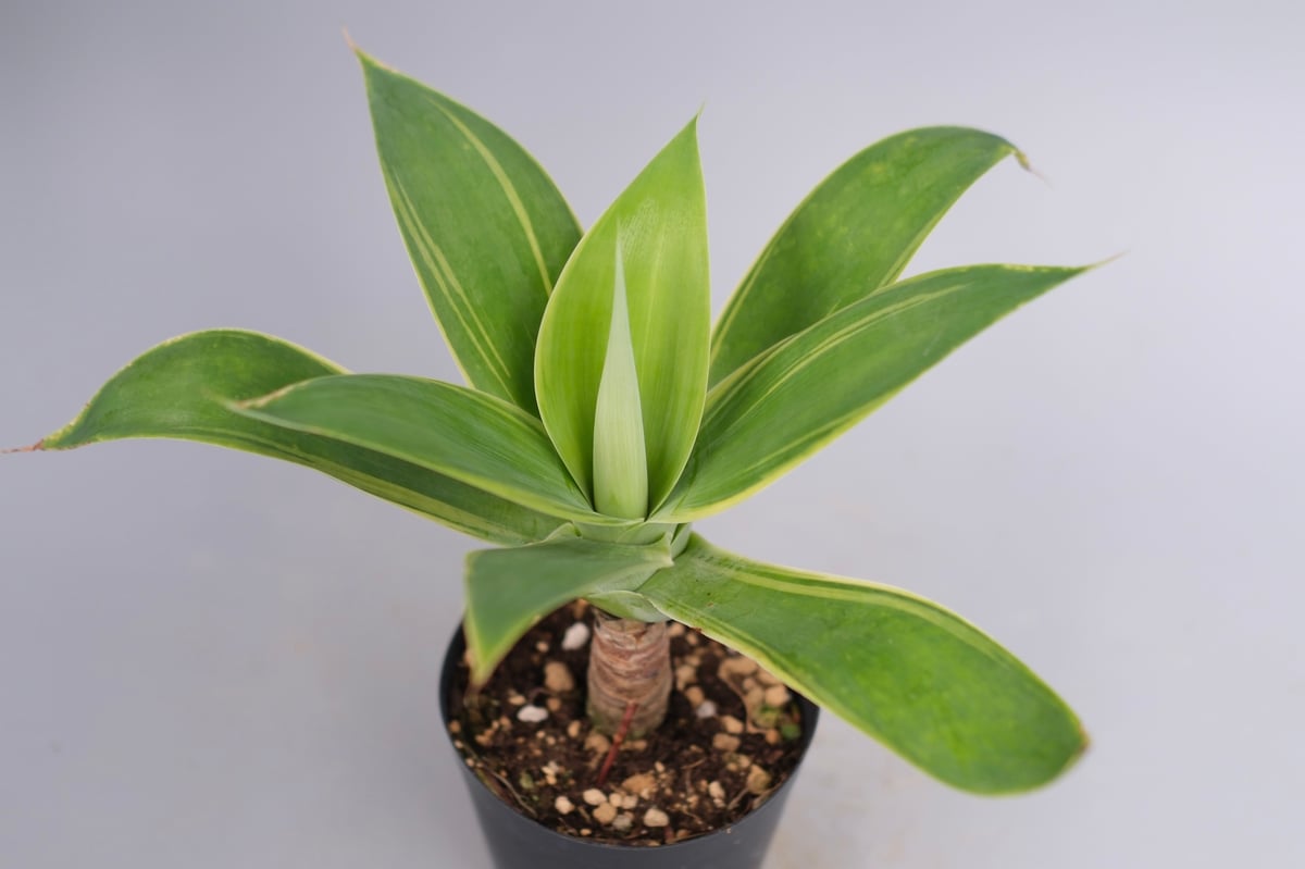 斑入り】アガべ アテナータ Agave attenuata 'Variegata' 004