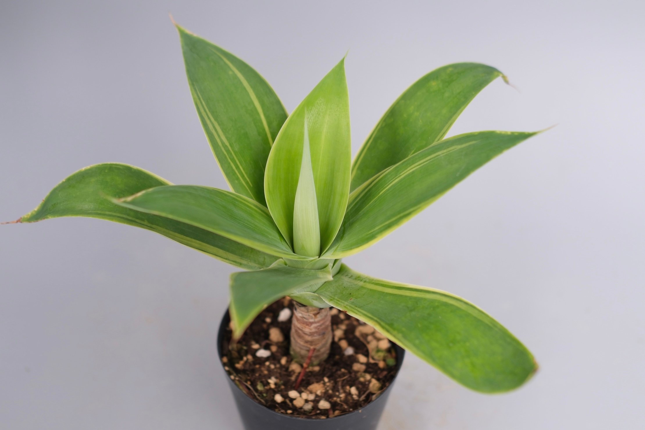斑入り】アガべ アテナータ Agave attenuata 'Variegata' 004
