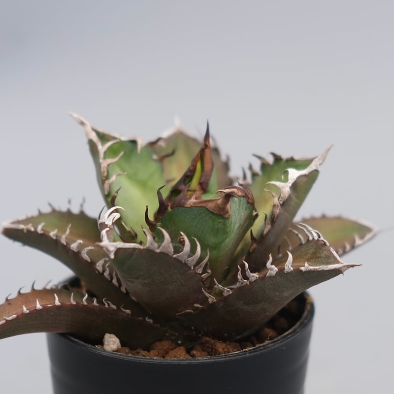【値下げ】Agave Red Catweezle アガベ　赤猫 Agave titanota 'Red Catweezle' を子株から育ててみる – ゆるぷ
