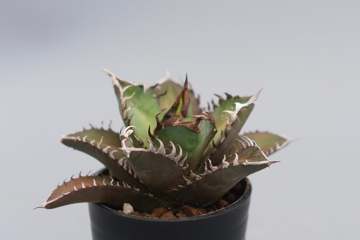 アガベ チタノタ レッドキャットウィーズル Agave titanota Red Catwee