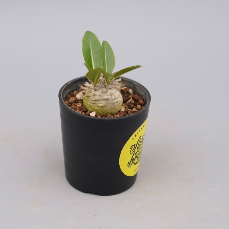 パキポディウム エニグマチカム 実生株 Pachypodium enigmaticum 008